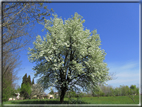 foto Paesaggi Collinari in Primavera